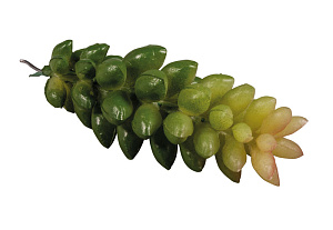 Декоративные цветы "Мини суккулент Крассула". Арт 55750000